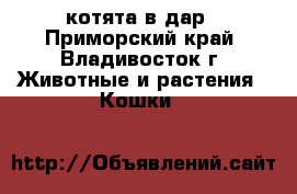 котята в дар - Приморский край, Владивосток г. Животные и растения » Кошки   